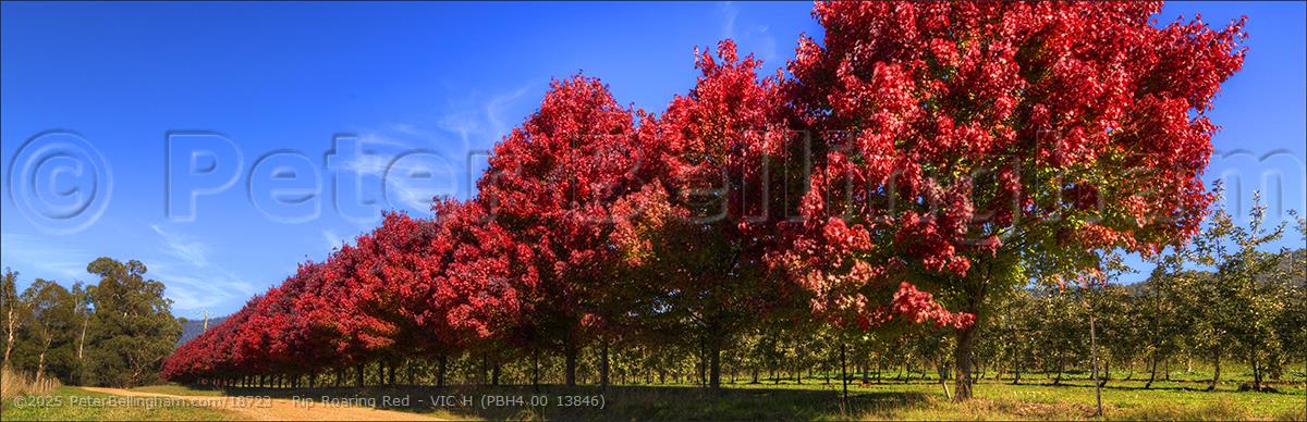Peter Bellingham Photography Rip Roaring Red - VIC H (PBH4 00 13846)